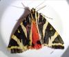 Euplagia quadripunctaria